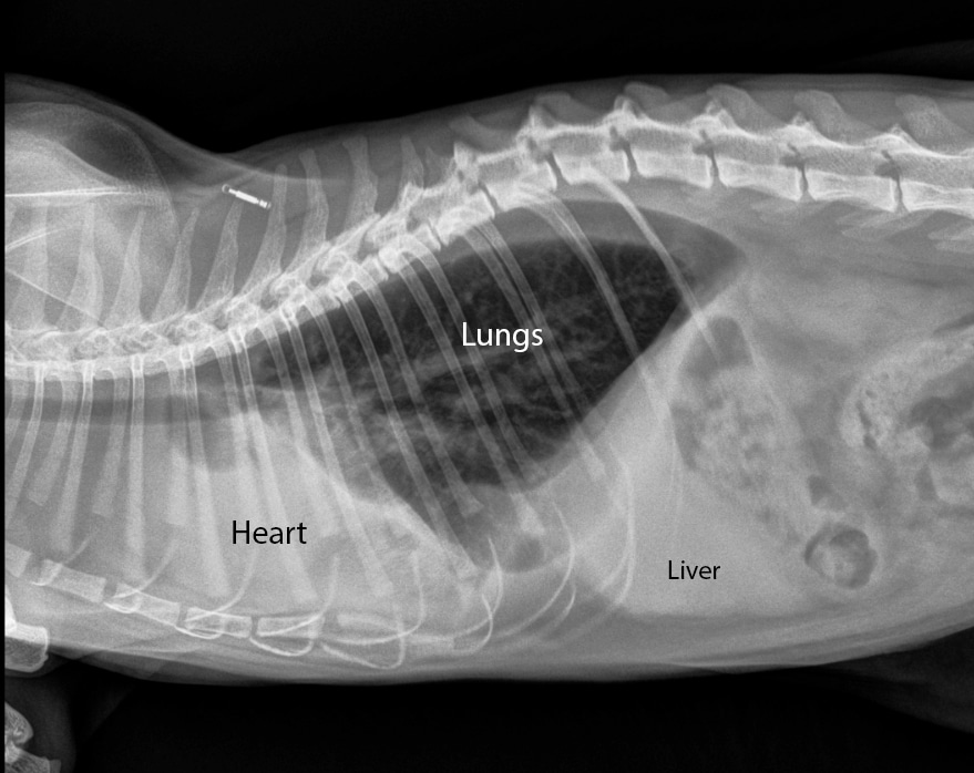 Learn how to interpret cat radiographs (xrays). Long Beach Animal