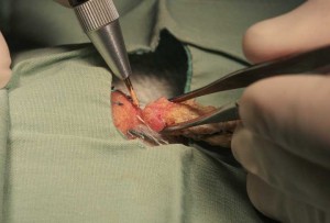 Picture of using the laser to remove the mass from the bird