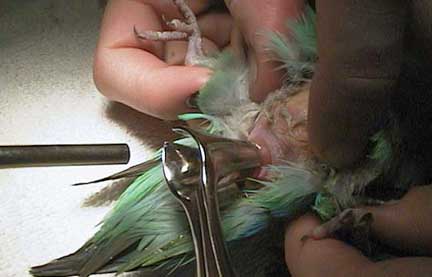 Speculum being inserted into the cloaca to observe for an egg