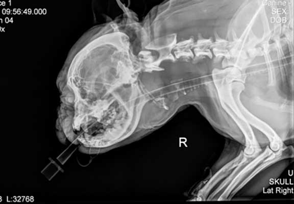 X-ray showing endotracheal (breathing) tube in a dog's windpipe