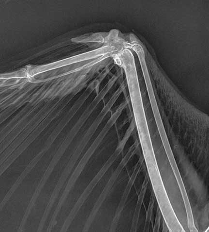 X-ray of the wing of a bird showing normal bone density