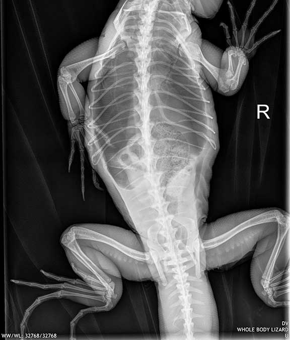 X-ray of a normal iggie with strong bones and straight spine