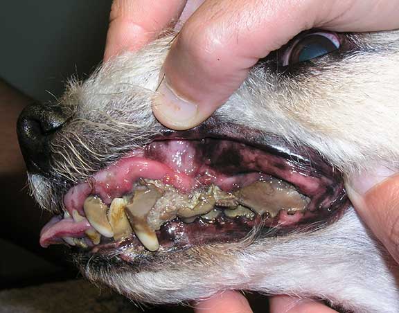Dental Disease in Dogs and Cats