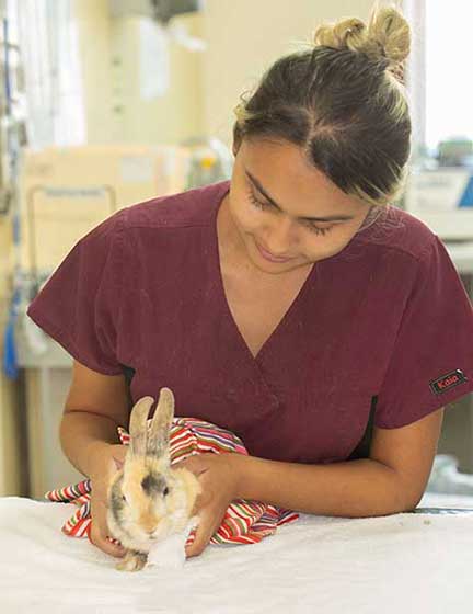 Influx of baby rabbits admitted after suffering injuries from