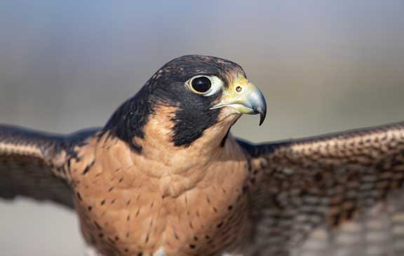 Peregrine Falcon in Flight | Long Beach Animal Hospital