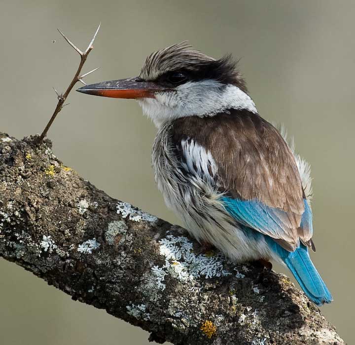 Close up of striped kingfisher in Africa
