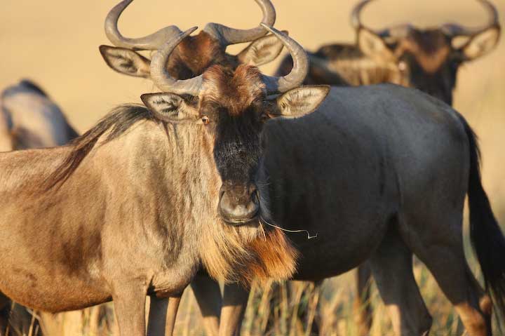 Herding wildebeest blue gnu during migration in Masai mara Kenya and Serengeti National Park Tanzania