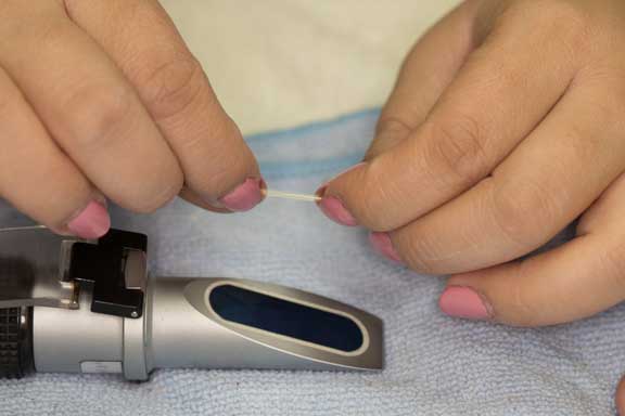 serum in hematocrit tube.