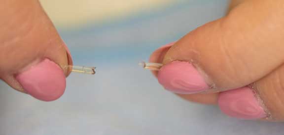 serum in hematocrit tube.