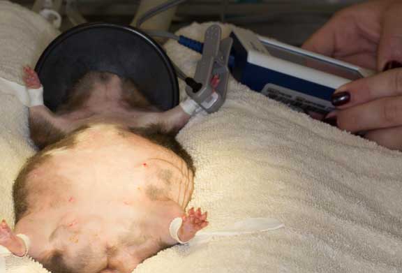 Pulse oximeter on a rat.