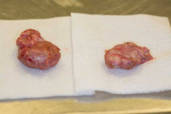 Rat mammary tumor after removal.