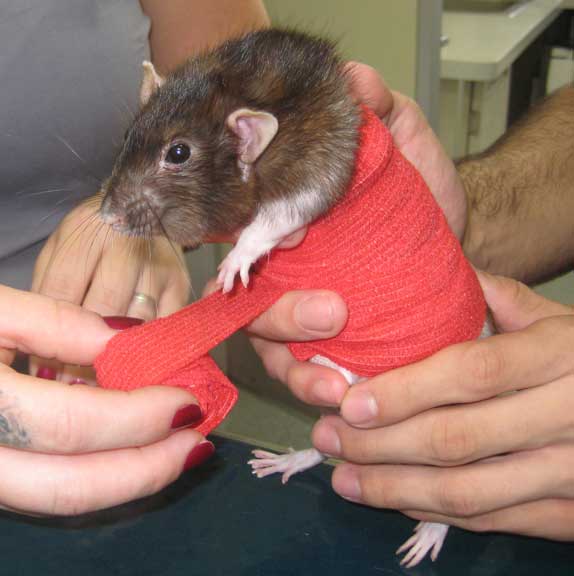 Bandage on a rat.