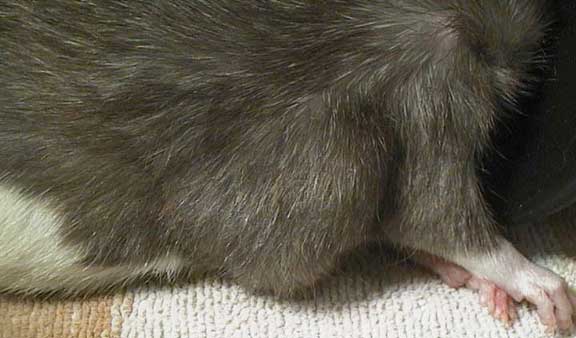 Mammary tumor on the side of a rat.