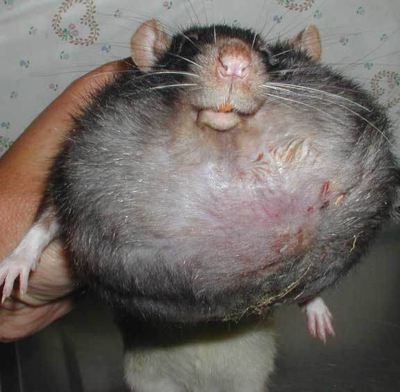 Rat mammary tumor.