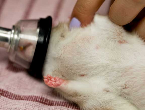 Gas anesthesia on a rat