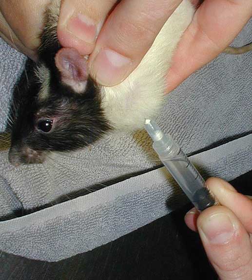 Aspirate of a mass in a rat.