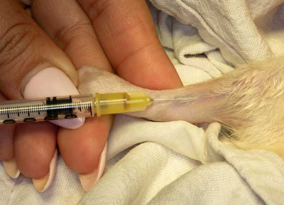 Taking a rat blood sample.