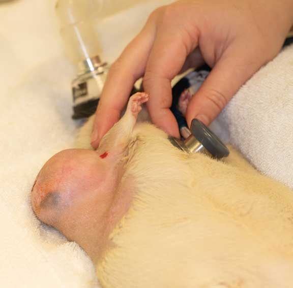 Listening to the heart of a rat under anesthesia.