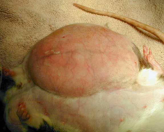 Mammary tumor on the side of a rat.