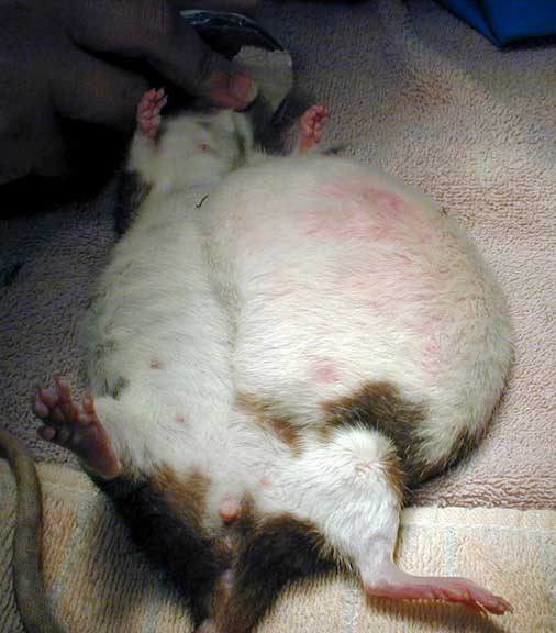 Mammary tumor on the side of a rat.