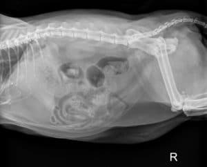 X-ray lateral (side) view of a cat abdomen