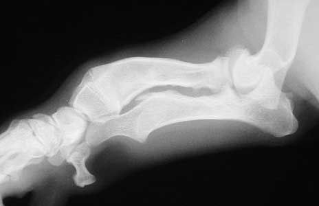 Xray of an Abnormally Shaped Dachshund Front Leg