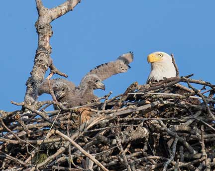 Female Eagle with Chicks