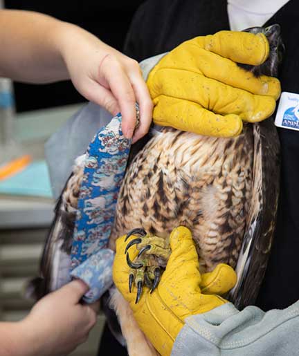 Final wrap of wing to stabilize broken bone