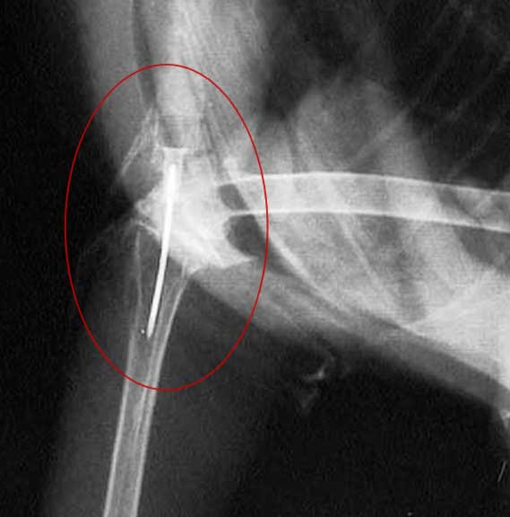 X-ray showing intraosseus catheter in the leg of a bird