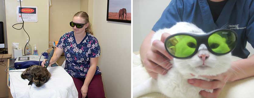 Nurse performing therapy laser on a cat
