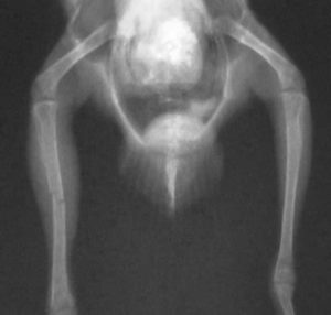 X-ray of femur fracture in a bird