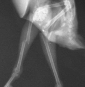 Side view of X-ray of fractured bird femur