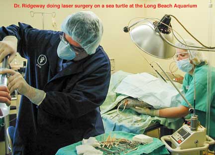 Surgery on a sea turtle at the Long Beach Aquarium of the Pacific