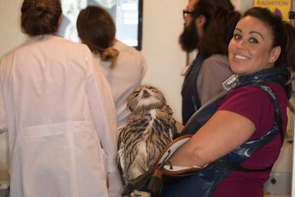 Nurse taking a radiograph on an Eurasian Eagle Owl