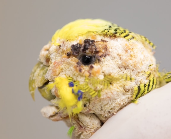 Face of a budgie with severe mange