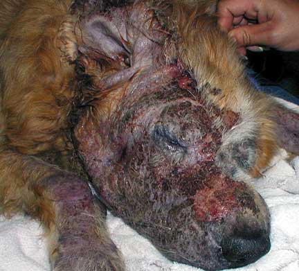 what causes mange in dog