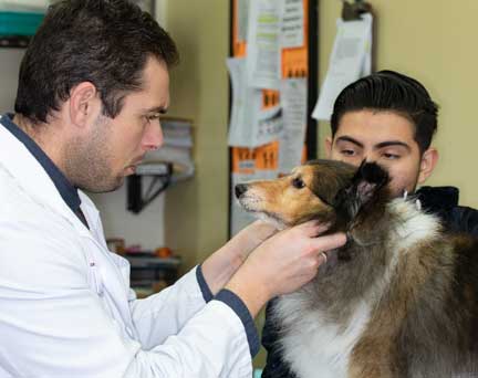 Examining lymph nodes of a dog