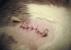 Penrose drain tube in an abscess