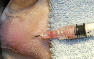 Draining pus from abscess