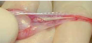 Cat testicle after removal