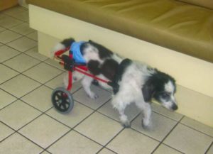 Paralyzed dog in cart
