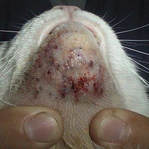 Inflamed Chin Due To Feline Acne
