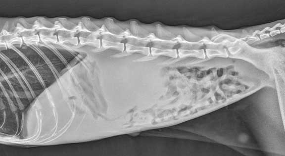 X-Ray of feline abdomen