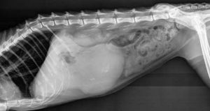X-Ray of a cat liver