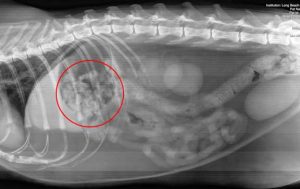 Normal cat abdomen X-Ray