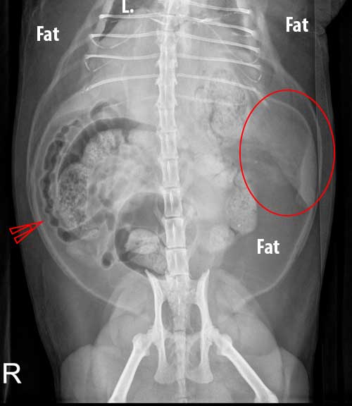 Cat abdomen X-Ray with large spleen