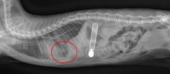 X-Ray of arrow in cat's abdomen