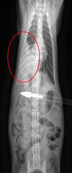 X-Ray of arrow in cat's abdomen