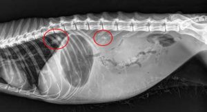 X-ray of cat with fluid in the abdomen