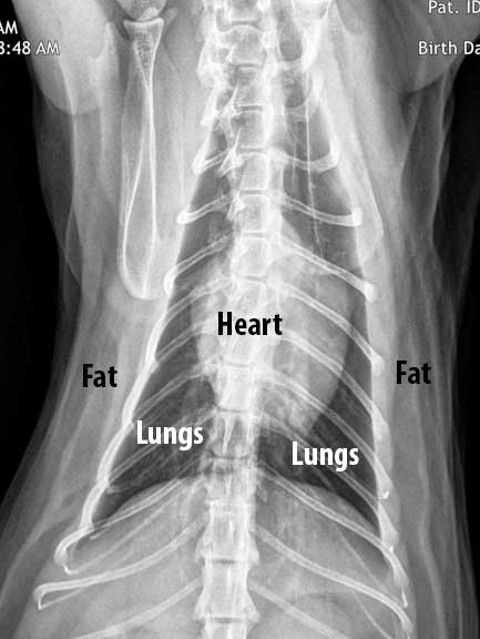 Cat chest X-Ray labeled